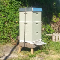 Bikube med dobbelt yngelrom