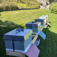 Kuber midlertidig flyttet